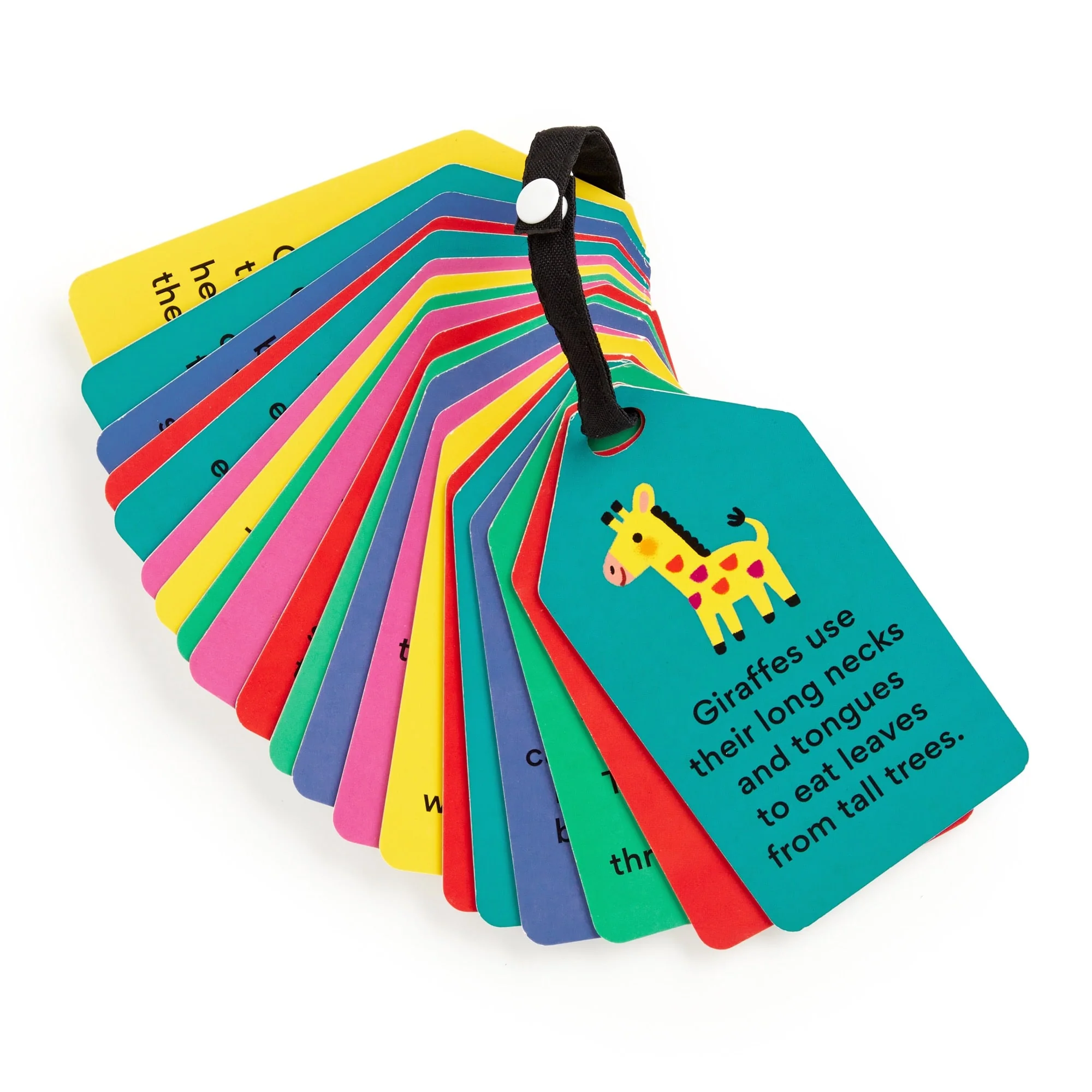 My First Animals Ring Flash Cards - Image 5